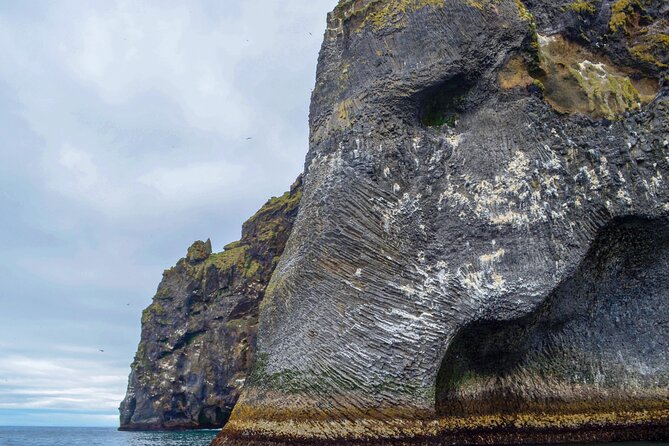 Westman Islands, Volcanoes and Puffins Small Group Tour - Puffins and the realities of island wildlife