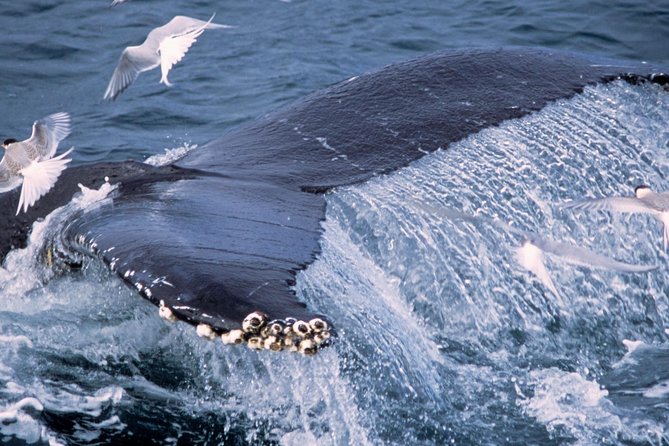 Whale Watching and Golden Circle Tour from Reykjavik - Gullfoss and the force of the Hvítá River