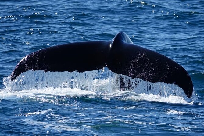 Whale Watching and Marine Life Tour in Reykjavik - What You Might See in Different Seasons