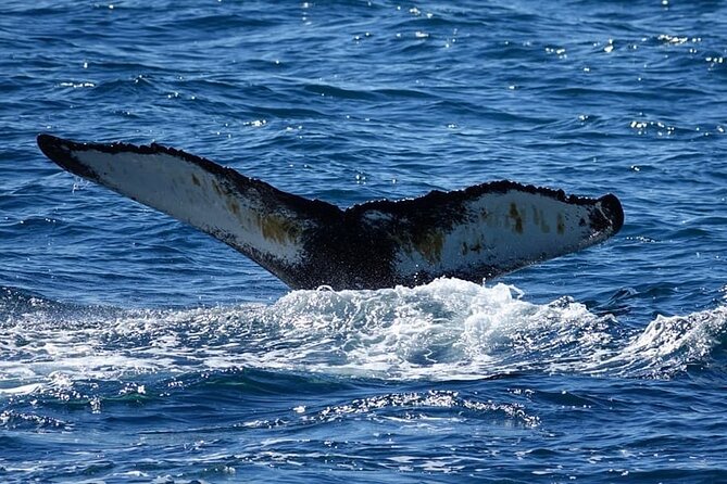Whale Watching and Marine Life Tour in Reykjavik - The Boat, Cold, and Choppy Water