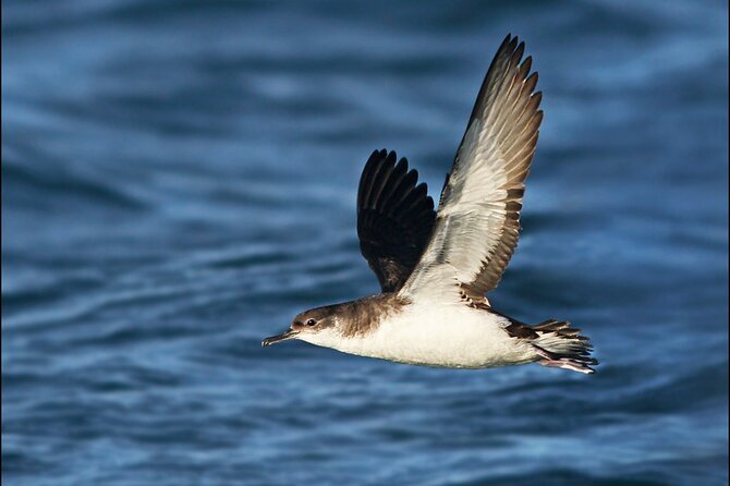 Whale Watching and Marine Life Tour in Reykjavik - How Much Value Does the $98 Price Offer?