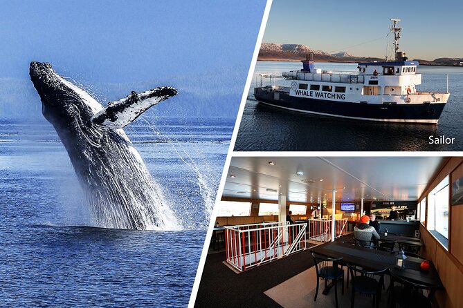 Whale Watching and Marine Life Tour in Reykjavik - Seeing Reykjavik From the Water