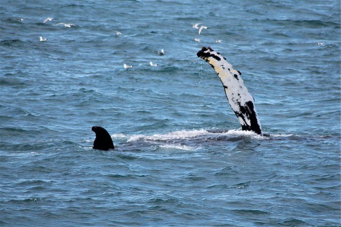 Whale Watching and Northern Lights Half-Day Combo Tour - Key Points Before You Book