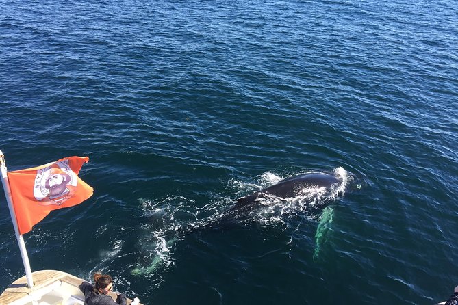 Whale Watching and Northern Lights Half-Day Combo Tour - Two Iceland Classics in One Day