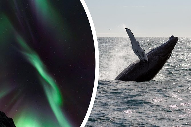 Whale Watching and Northern Lights Half-Day Combo Tour - Chasing the Lights from the Sea