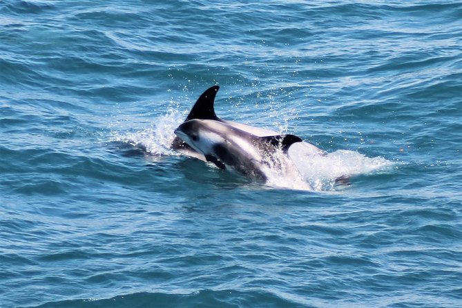 Whale Watching and Northern Lights Half-Day Combo Tour - What Happens If Weather Cancels a Boat