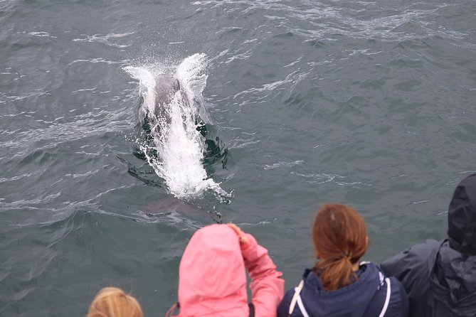 Whale Watching and Northern Lights Half-Day Combo Tour - Warm Cabins and Open Deck Viewing