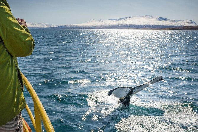 Whale Watching and Sea Angling Tour - Why Hauganes is a smart whale-watching base