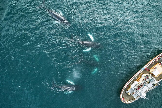 Whale Watching and Sea Angling Tour - What the crew adds to the outing
