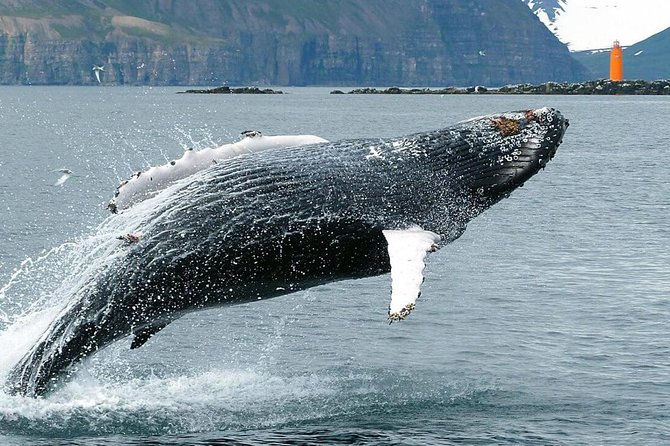 Whale Watching and Sea Angling Tour - Photography, whale behavior, and patience