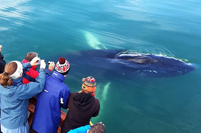 Whale Watching and Sea Angling Tour - Who should book this boat trip