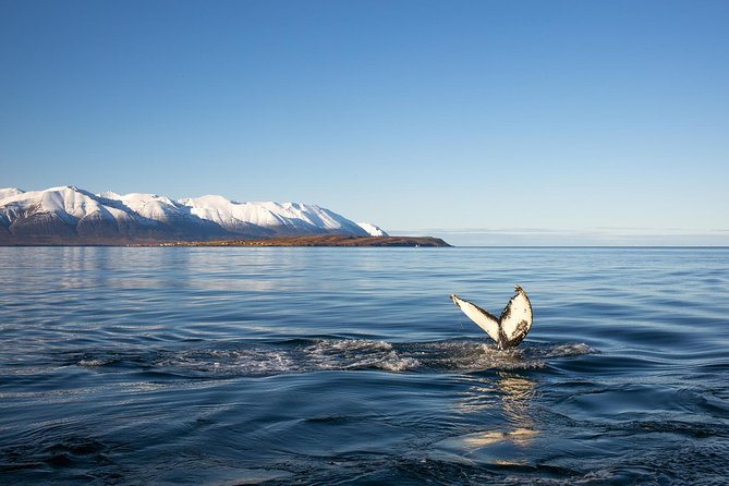 Whale Watching and Sea Angling Tour - What happens after you leave Hauganes