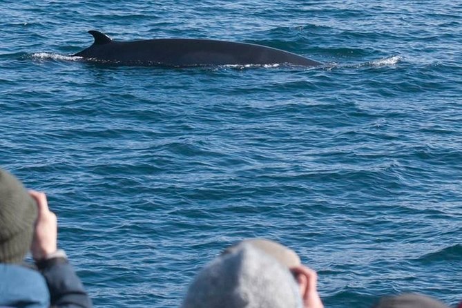 Whale Watching & ATV Adventure from Reykjavik - Two Iceland adventures in one long day