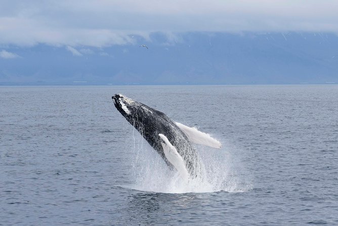 Whale-Watching Boat Tour with Expert Guide from Reykjavik - From Geirsgata 11 to Faxaflói Bay