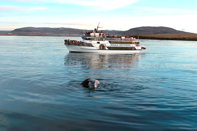 Whale-Watching Boat Tour with Expert Guide from Reykjavik - How the guide shapes the experience