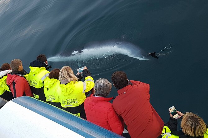 Whale-Watching Boat Tour with Expert Guide from Reykjavik - How the price measures up at $86.51