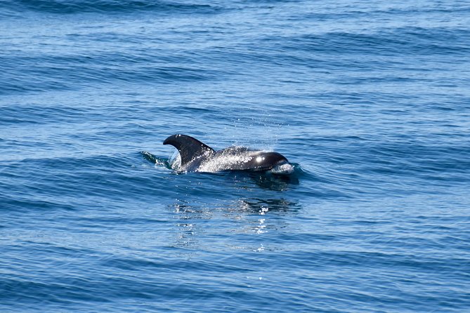 Whale-Watching Boat Tour with Expert Guide from Reykjavik - Weather cancellations and the no-sighting policy