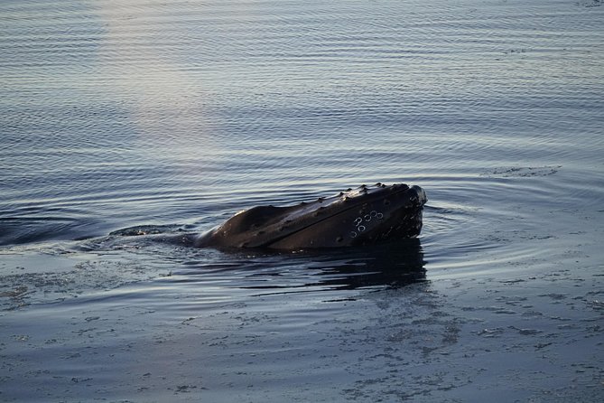 Whale-Watching Boat Tour with Expert Guide from Reykjavik - Who will enjoy this boat trip most