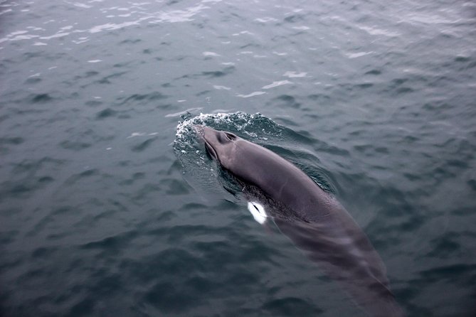 Whale-Watching Boat Tour with Expert Guide from Reykjavik - Choosing between 2.5 and 3.5 hours