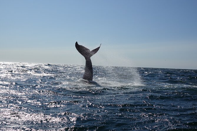 Whale Watching Cruise on a Yacht in Reykjavik - Searching Faxaflói Bay for whales