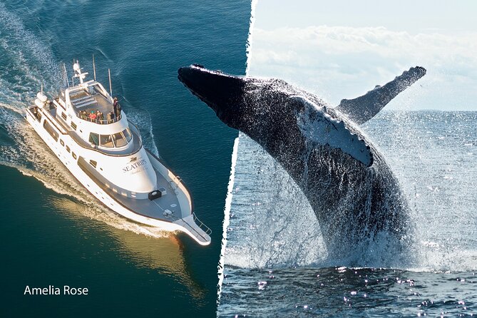 Whale Watching Cruise on a Yacht in Reykjavik - Engey, Lundey, and Viðey