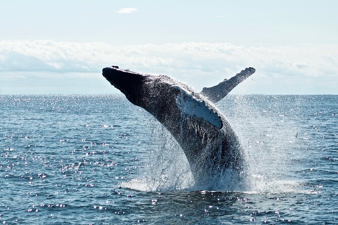 Whale Watching Cruise on a Yacht in Reykjavik - What the yacht is like onboard