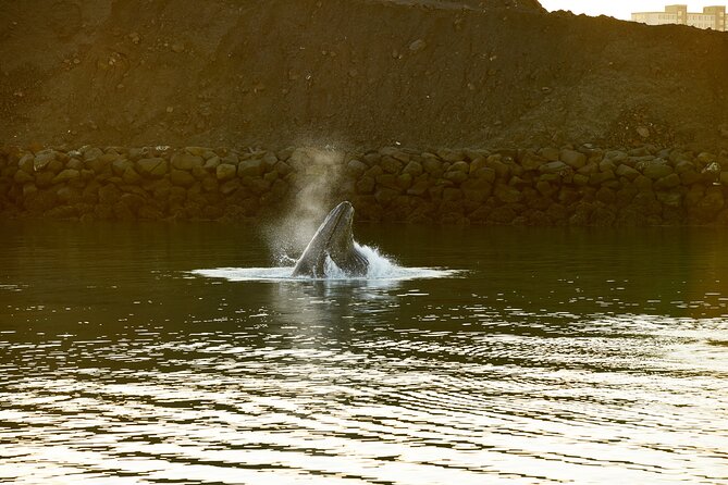 Whale Watching Cruise on a Yacht in Reykjavik - The guides and wildlife explanations