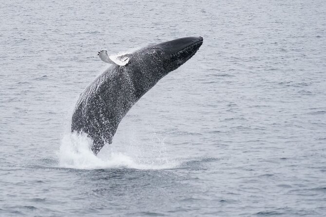 Whale Watching Cruise on a Yacht in Reykjavik - How much wildlife can you expect?