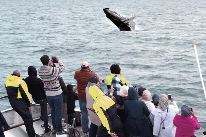 Whale Watching & Dolphin Yacht Cruise - Leaving Reykjavik’s Old Harbor