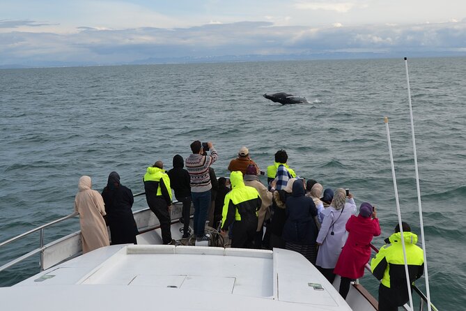 Whale Watching & Dolphin Yacht Cruise - Watching humpbacks, minkes, dolphins, and porpoises