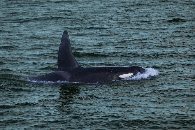 Whale Watching & Dolphin Yacht Cruise - Why the yacht layout matters
