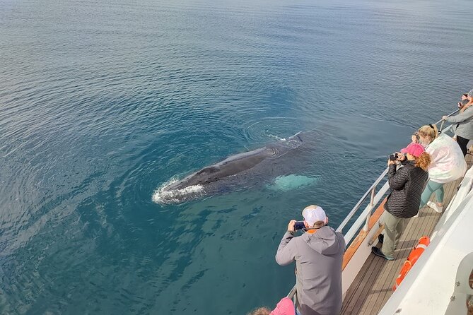 Whale Watching & Dolphin Yacht Cruise - Weather, seasickness, and what to wear