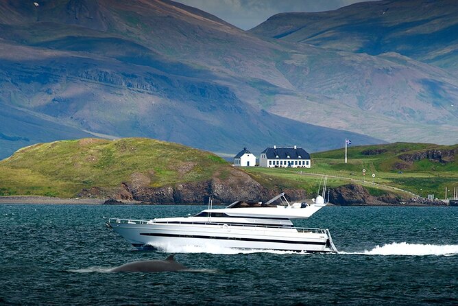 Whale Watching & Dolphin Yacht Cruise - How to make the most of the three hours