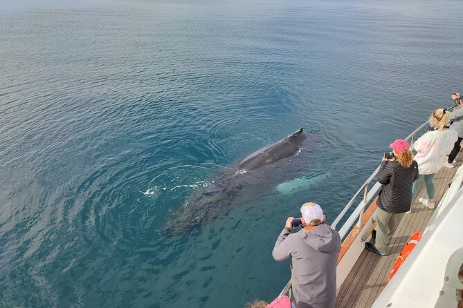 Whale Watching & Dolphin Yacht Cruise - A good family outing, with a few limits
