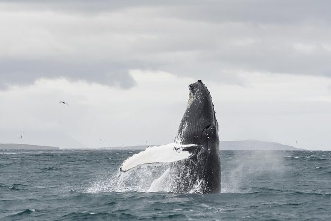 Whale Watching from Downtown Akureyri - A whale cruise that begins in central Akureyri