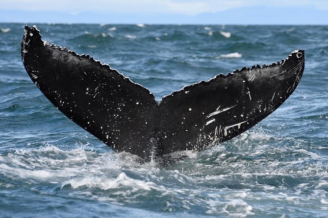 Whale Watching from Downtown Akureyri - What the three-hour schedule really gives you