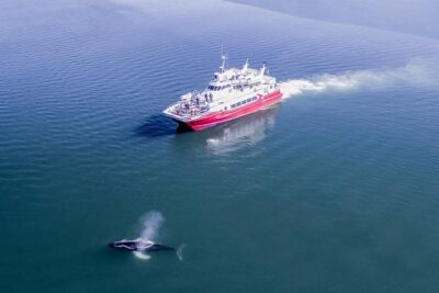 Whale Watching from Downtown Akureyri