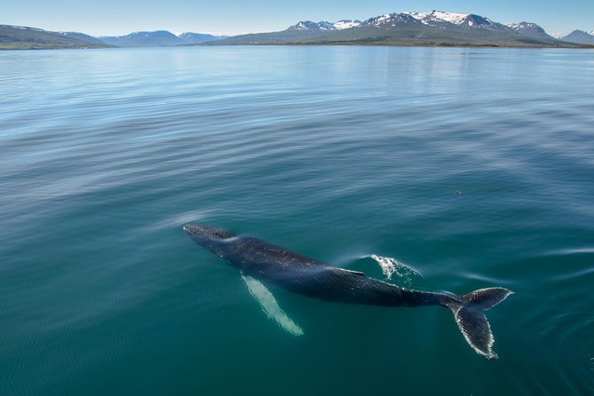 Whale Watching from the Heart of Akureyri - Key points at a glance
