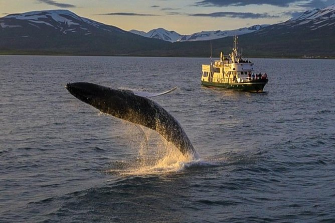 Whale Watching from the Heart of Akureyri - Leaving Akureyri for Eyjafjörður