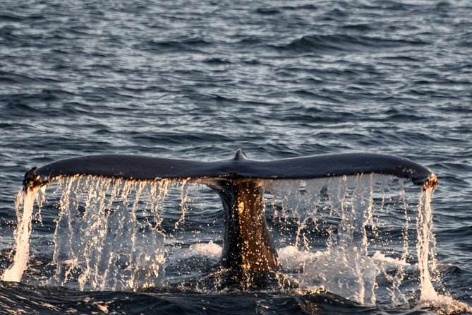 Whale Watching from the Heart of Akureyri - Mountain scenery, birds, and quiet stretches