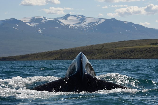Whale Watching from the Heart of Akureyri - Comfort details that matter on a cold boat