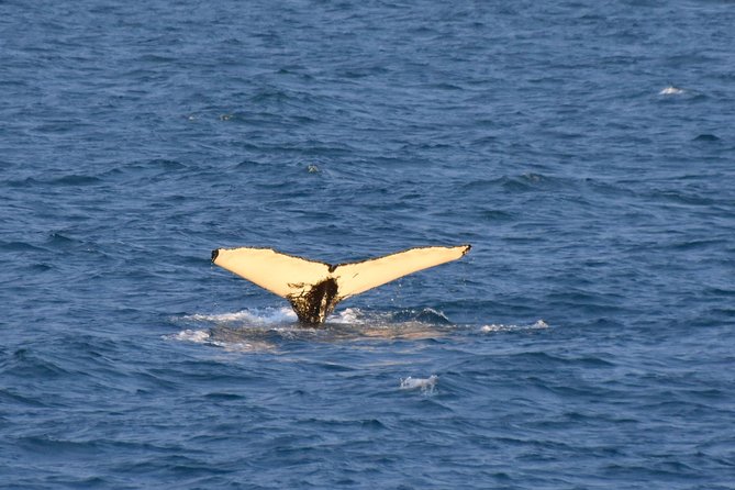 Whale Watching from the Heart of Akureyri - Six departure times give you useful control