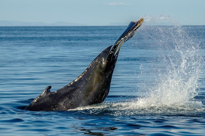 Whale Watching from the Heart of Akureyri - The wildlife guarantee, and what it really offers