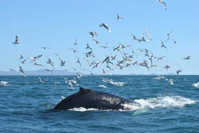 Whale Watching from the Heart of Akureyri - Following the whales toward the end of the fjord