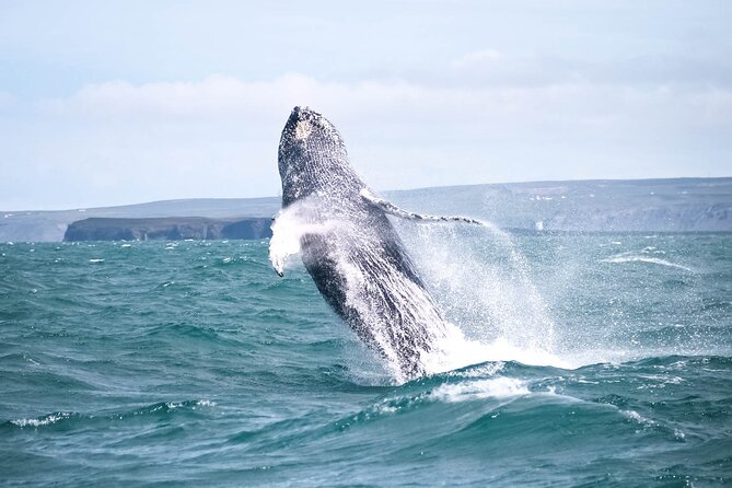 Whale Watching in Husavik - Three hours among the whales