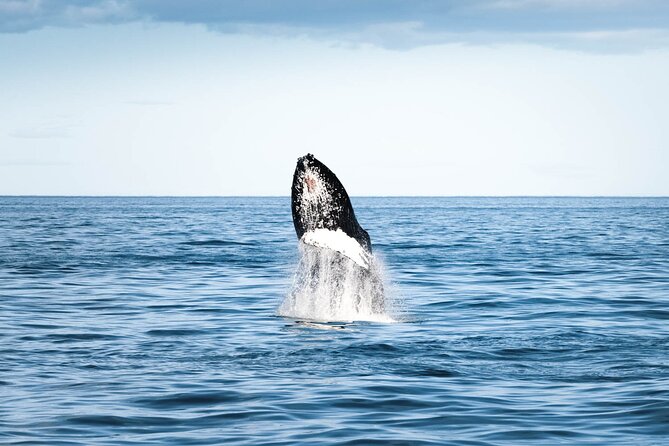 Whale Watching in Husavik - The oak boat experience