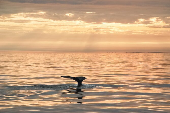 Whale Watching in Husavik - What the trip is worth at $113