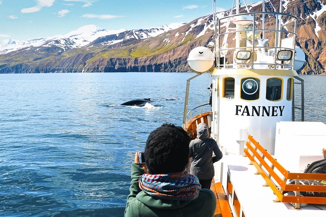 Whale Watching in Husavik - Guides who make empty water useful