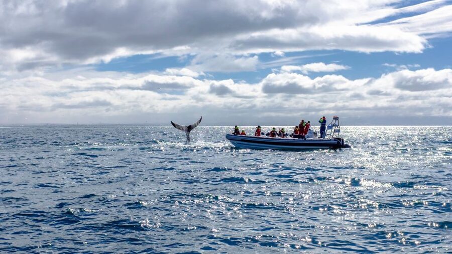Whale Watching in Reykjavik by Speedboat - Practical tips for a better ride