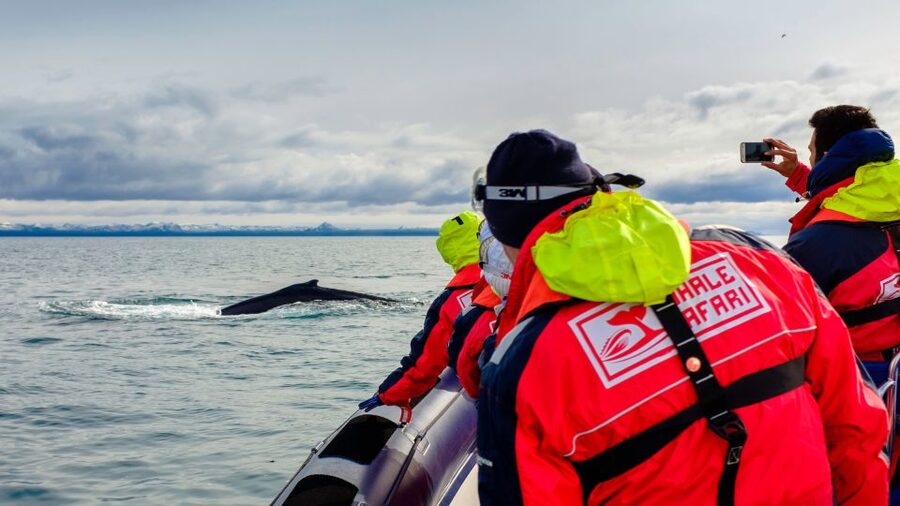 Whale Watching in Reykjavik by Speedboat - Why the speedboat changes the whale-watching experience